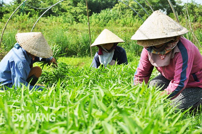 Nông dân thu hoạch rau tại khu sản xuất rau của Công ty Việt Thiên Ngân.