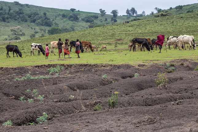 Đất ở Maasai, Tanzania bị xói mòn vì biến đổi khí hậu và cách quản lý kém.