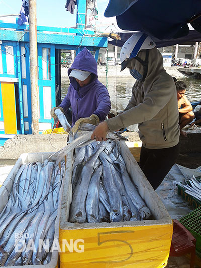 Cá hố trắng xuất khẩu sang thị trường Trung Quốc có giá trị từ 150.000 - 300.000 đồng/kg tùy theo kích cỡ.                  Ảnh: NGỌC PHÚ