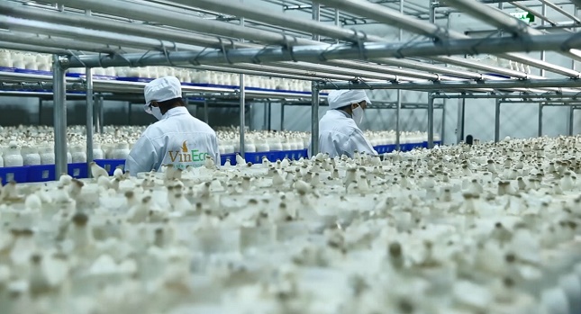 Đặc biệt, VinEco cũng vừa hoàn thiện và đưa vào sử dụng nhà máy sản xuất nấm sạch với thiết bị được nhập khẩu 100% theo công nghệ Hàn Quốc.