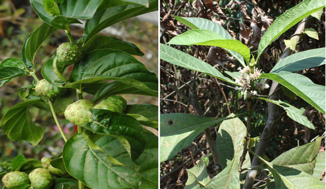 Nhàu - Morinda citrifolia (ảnh trái) và Nhàu rừng - Morinda longissima. Ảnh: P.C.T