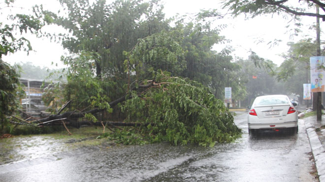 Do gió to, một cây xanh bật gốc ngã ra đường Nguyễn Hữu Cảnh, gây cản trở giao thông.
