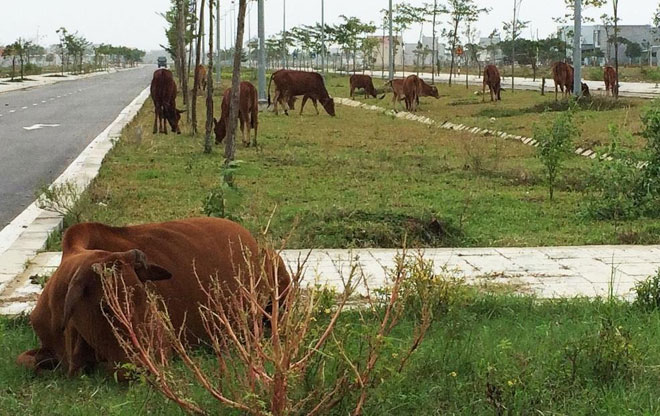 gia súc chăn thả ở khu vực đường Nguyễn Tất Thành nối dài 