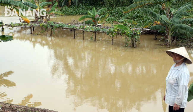 Một người dân xót xa với vườn rau 7 triệu đồng đang ngập sâu trong lũ.