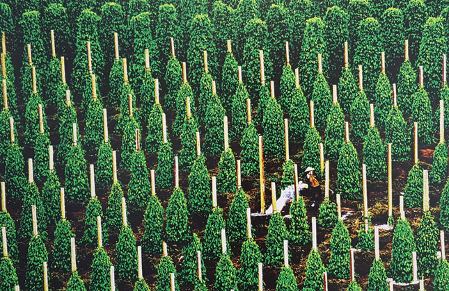 Chăm sóc vườn tiêu - Nguyễn Ngọc Thanh