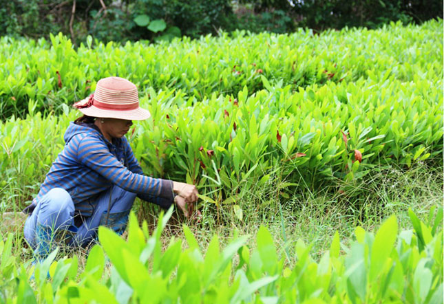 Chị Lê Thị Thủy đang chăm sóc vườn ươm cây giống.