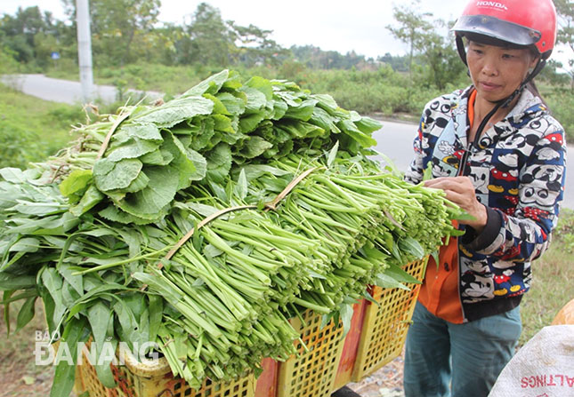 Sau một tuần phục hồi, một người trồng rau ở thôn Phú Hòa 1 (xã Hòa Nhơn, huyện Hòa Vang) đã cắt được mỗi ngày 30 bó rau muống và cải.  Ảnh: NAM TRÂN