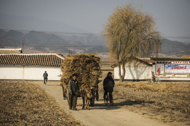 Nhiều người dân Triều Tiên vẫn kiếm sống nhờ các phương thức trồng trọt truyền thống.