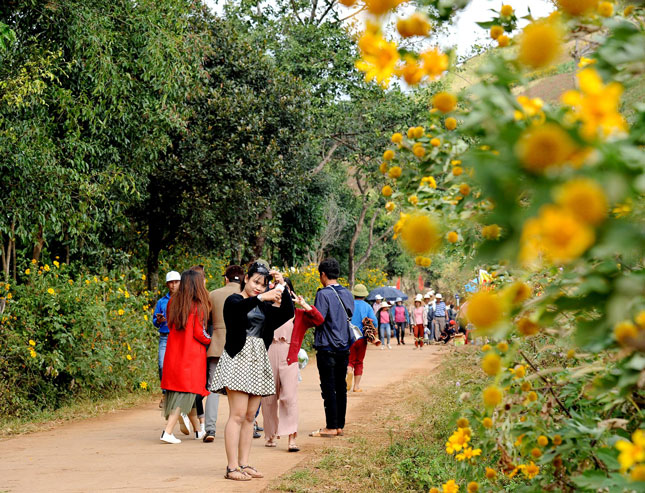 Du khách về dự lễ hội hoa quanh những con đường phủ đầy một sắc vàng.
