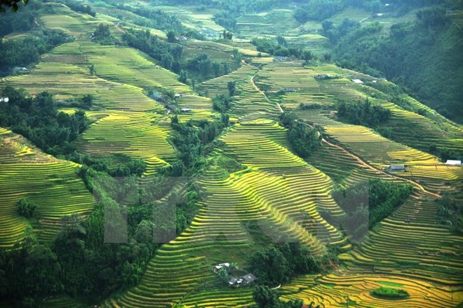 Terraced rice fields in San Sa Ho commune, Sa Pa district (Photo: VNA)
