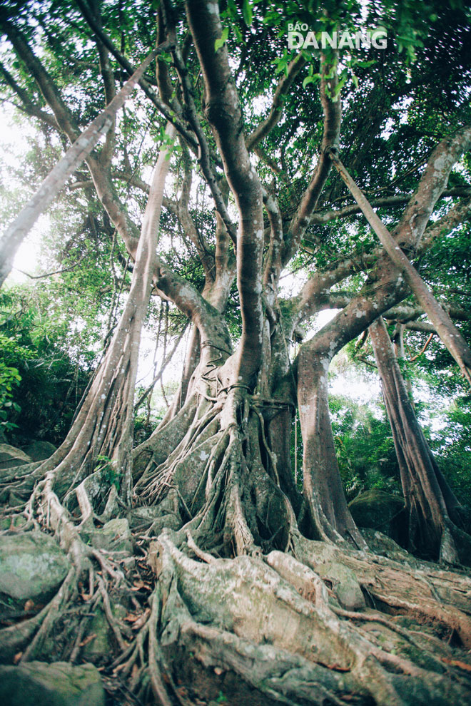 Over 800-year-old banyan tree