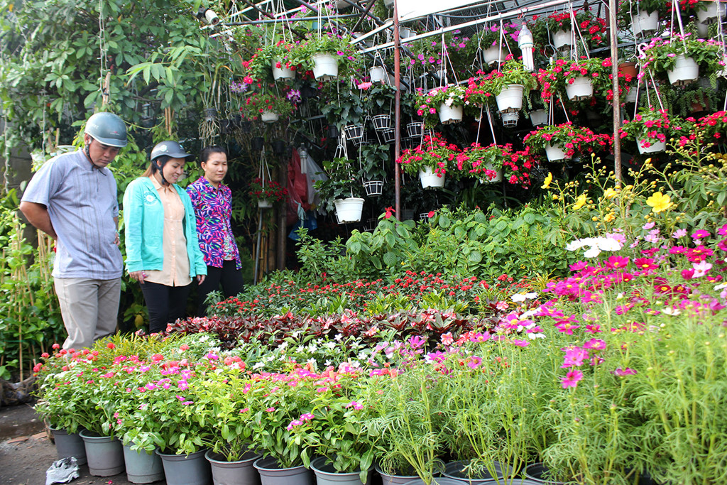 Cho thuê hàng trăm lô phục vụ mua bán hoa, cây cảnh