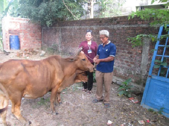 Ông Trần Phương Trung (thôn An Trạch, xã Hòa Tiến, huyện Hòa Vang) nhận bò do Trung tâm Cung cấp dịch vụ công tác xã hội trao tặng.