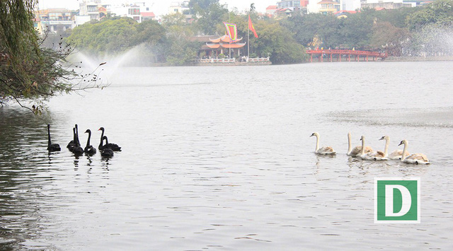 Chiều 5-2, tại hồ Hoàn Kiếm, Hà Nội, người dân thủ đô và du khách bất ngờ khi thấy một đàn thiên nga bơi tung tăng dưới mặt hồ.