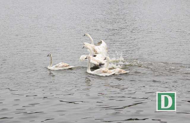 Đứng từ nhiều phía xung quanh hồ Gươm, người dân cũng có thể ngắm được những chú thiên nga đang tung tăng bơi lội.