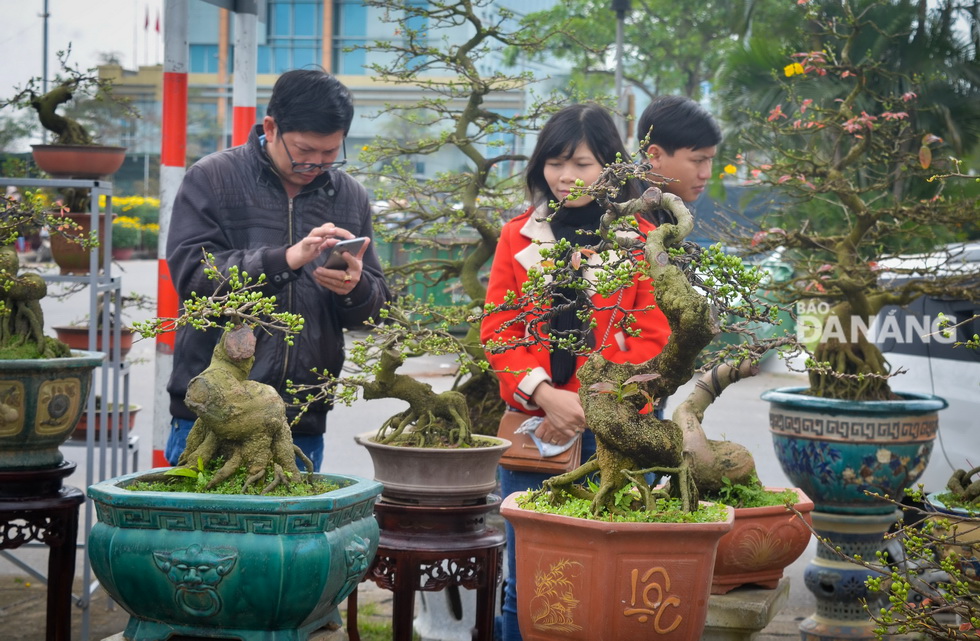 Người dân đi mua bonsai và mai kiểng tại chợ hoa Mậu Tuất 2018. Ảnh: XUÂN SƠN