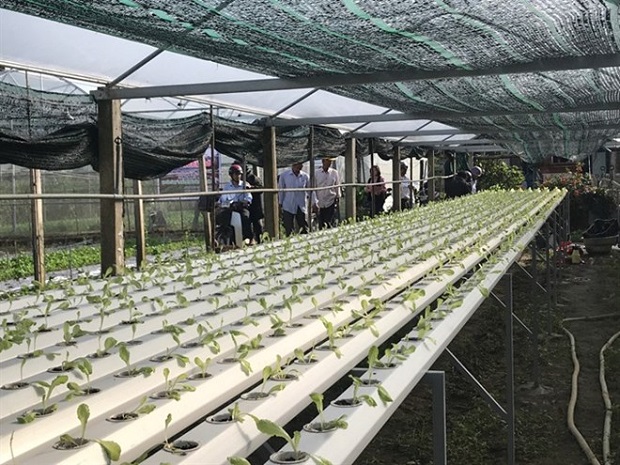 Hi-tech farms are set to change the agriculture sector (Photo: VNA)