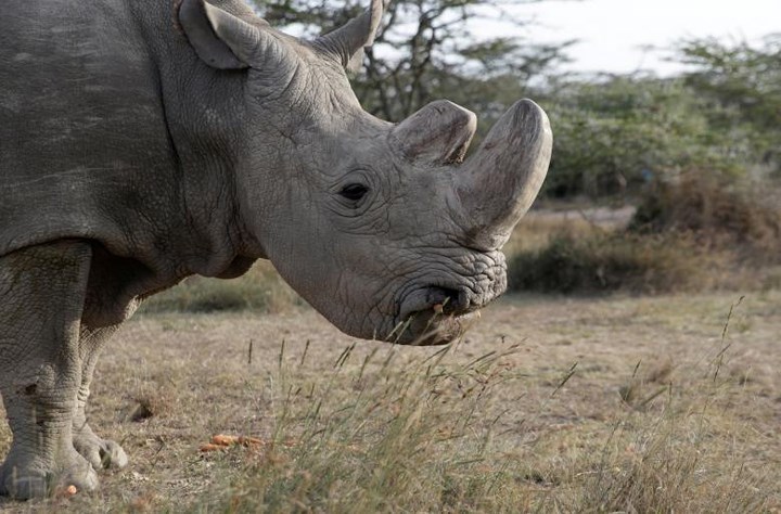 Là cá thể tê giá trắng phương Bắc cuối cùng trên Trái đất, chú tê giác mang tên Sudan được bảo vệ tại khu bảo tồn Pejeta ở Laikipia, Kenya. Ảnh: Reuters