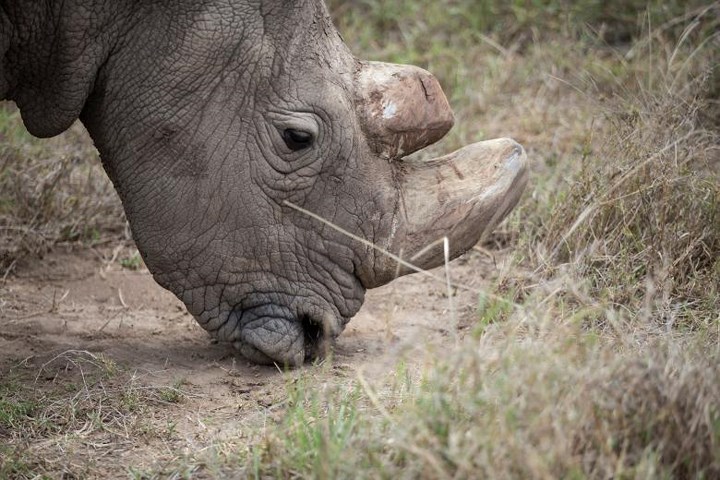 Sự ra đi của Sudan đồng nghĩa với việc loài tê giác trắng phương Bắc này không còn cá thể đực nào nữa. Hiện vẫn còn 2 cá thể cái của loài này còn sinh sống. Ảnh: Reuters