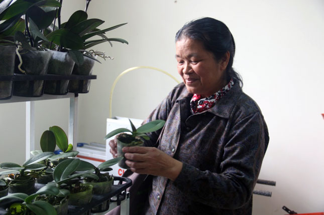 Người dân hứng thú với mô hình trồng hoa tại Trung tâm Công nghệ sinh học thuộc Sở Khoa học và Công nghệ Đà Nẵng. 