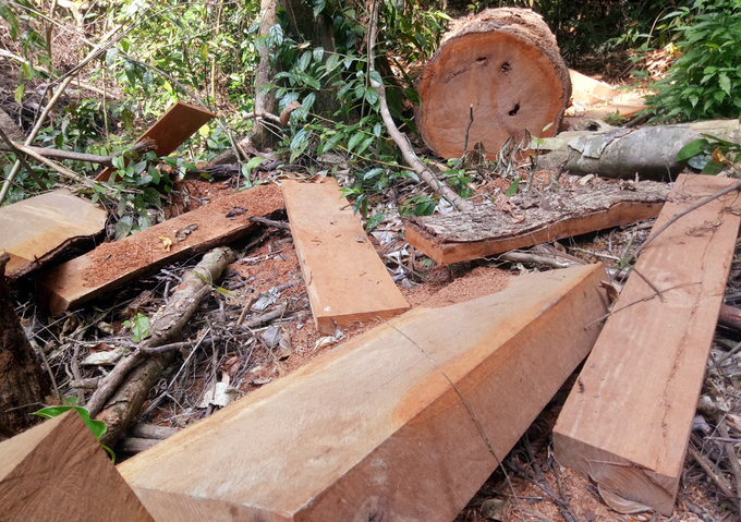 Đầu tháng 4, người dân phản ánh lâm tặc đã đốn hạ nhiều cây to trong khu bảo tồn thiên nhiên sông Thanh. Khu rừng thuộc sự quản lý của Hạt Kiểm lâm rừng đặc dụng sông Thanh.