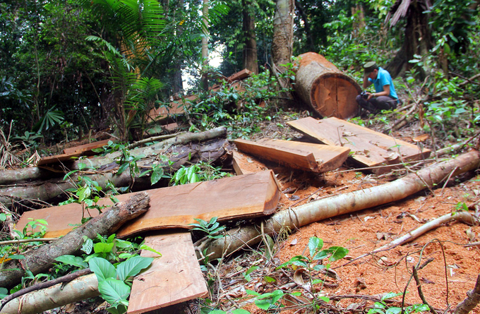 Từ xã Tà Bhing, đi bộ dọc sông Thanh khoảng 6 giờ là tiếp cận hiện trường phá rừng. Phần lõi thân cây lâm tặc cưa xẻ đưa ra khỏi rừng, để lại phần ngoài nằm ngổn ngang.