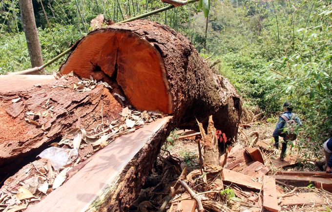 Tại Quảng Nam, trong tháng 3 nhà chức trách phát hiện ba vụ phá rừng khiến hàng trăm cây gỗ bị đốn hạ. Trong đó, lâm tặc chặt phá 33 cây gỗ lim xanh thuộc tiểu khu 335, rừng phòng hộ Nam Sông Bung (xã Chà Val, huyện Nam Giang) tổng cộng hơn 223 m3.