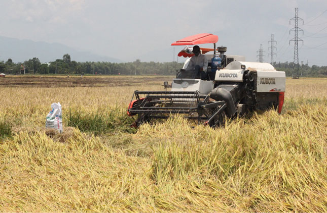 Hợp tác xã Dịch vụ sản xuất và kinh doanh tổng hợp số 1 Hòa Châu có 3 máy gặt đập liên hợp, chủ động thu hoạch toàn bộ diện tích sản xuất lúa của hợp tác xã.