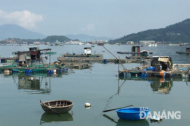 Các lồng bè cá tự phát ở vịnh Mân Quang.