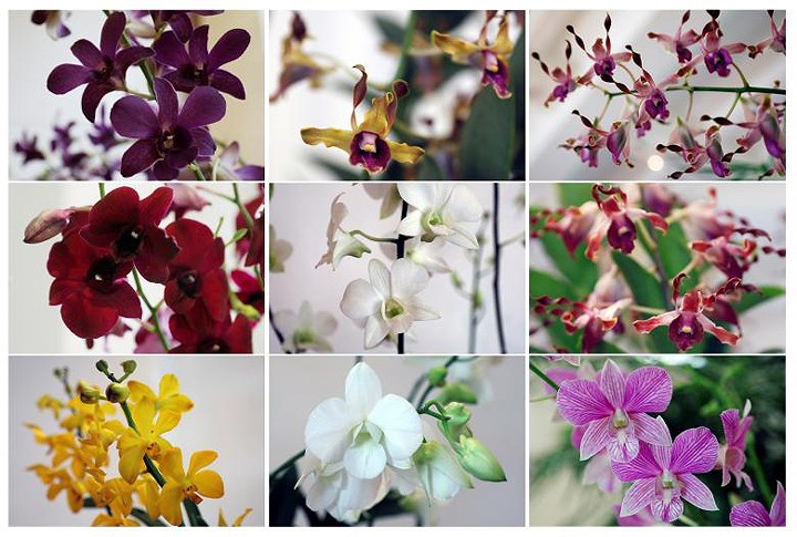 Ngắm bộ sưu tập hoa lan mang tên các lãnh đạo thế giới của Singapore