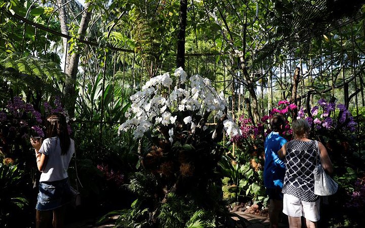 Những bông hoa này được chăm sóc cẩn thận tại Vườn lan quốc gia thuộc Vườn thực vật Singapore. Hoa lan Tập Cận Bình có những đốm đỏ li ti trên nền hồng tươi còn hoa lan Nelson Mandela có cánh nhọn màu vàng cam đậm táo bạo.