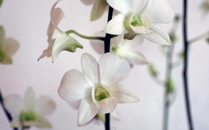 “Ký ức Công nương Diana” cũng là một loại lan thuộc họ Dendrobium.