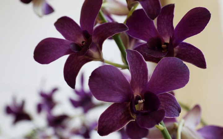 Riêng Hoàng gia Anh có đến vài loài hoa lan được đặt tên theo các thành viên mà gần đây nhất là hoa lan Thái tử Charles và vợ Camilla (trong ảnh).
