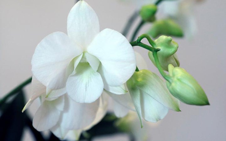 Trắng tao nhã là hoa lan Dendrobium Masako Kotaishi Hidenka, Hoàng Thái tử phi Nhật Bản.