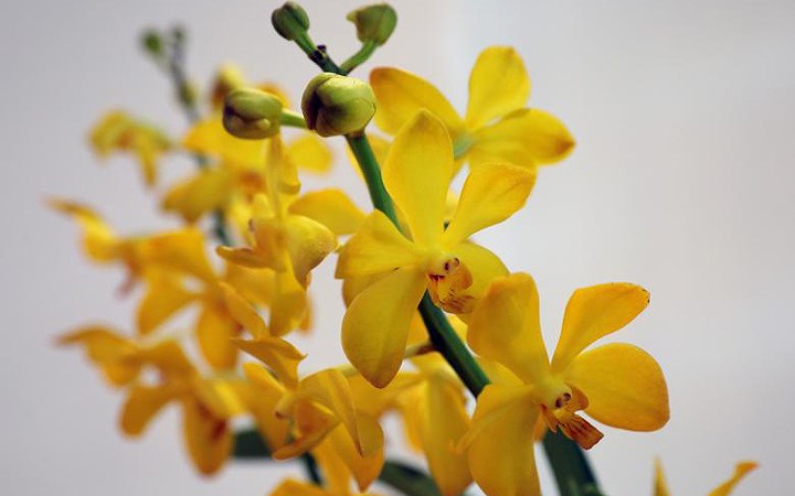 Hoa lan Dendrobium mang tên vợ chồng Thủ tướng Australia Malcolm and Lucy Turnbull.