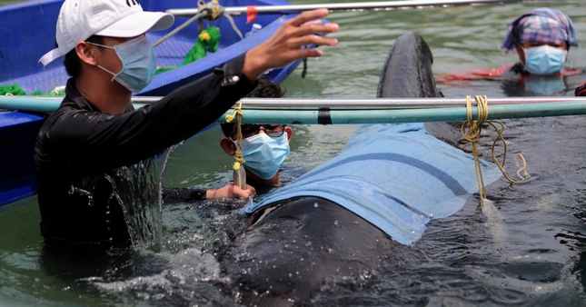 Một con cá voi chết ở miền nam Thái Lan vì đã nuốt tới 80 túi nhựa. Lượng túi nhựa khi được cân lên tới 8kg. 