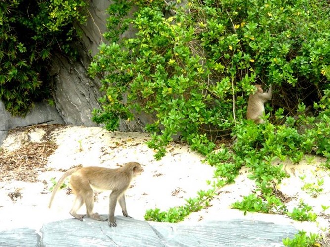 Đảo Khỉ, Hải Phòng: Đảo Khỉ hay còn gọi là Đảo Cát Dứa không chỉ là nơi tắm biển, nghỉ dưỡng mà còn là điểm đến giúp bạn hòa mình với thiên nhiên và thư giãn với những chú khỉ láu cá, tinh nghịch.