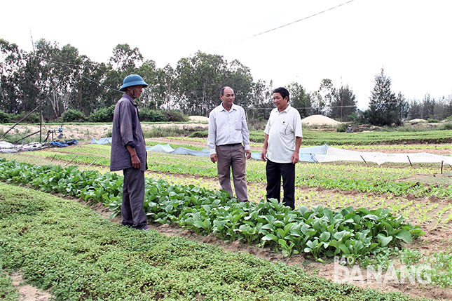 Chủ tịch Hội Nông dân phường Hòa Hải Huỳnh Văn Nhân (giữa) thường xuyên đi thực tế, kiểm tra hoạt động sản xuất rau an toàn của người dân.