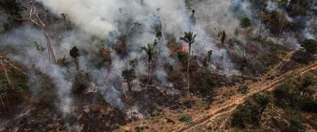 Rừng nhiệt đới Amazon (Brazil) tiếp tục đứng đầu về mức độ suy giảm diện tích bởi đã giảm tới gần 30%.