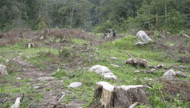 Colombia “nổi lên” là quốc gia mất rừng với tốc độ chóng mặt trong năm 2017, với 425.000 ha, tăng 46% so với năm 2016.