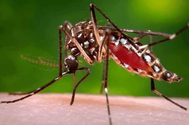 Muỗi, nguồn phát dịch Zika.