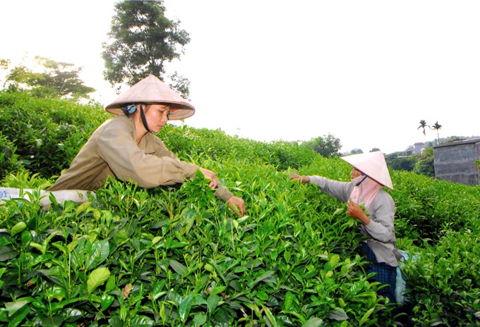 Tea is harvested in Đồng Hỷ District, Thái Nguyên Province. Rizote tea from Thái Nguyên won the silver award at the first International Gourmet Tea contest in Paris, France. — VNA/VNS Photo Hồng Kỳ Read more at http://vietnamnews.vn/life-style/462296/vietnamese-tea-wins-teas-of-the-world-awards.html#s1dWRUdyCyFPYtJf.99