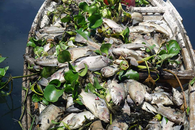 Gần 1 tấn cá chết tại hồ điều tiết E1 được vớt trong sáng 1-8