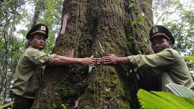 Tree huggers: A gigantic Pơ Mu tree (Fokienia hodginsii) in Tây Giang forest. A group of 400 Pơ Mu trees has been recognised as Heritage Tree by the Việt Nam Association for Conservation of Nature and Environment. — Photo courtesy Tây Giang district Read more at http://vietnamnews.vn/life-style/463427/precious-trees-recognised-as-heritage.html#tOT8mg2LY4qrx6lD.99