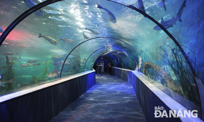 Đường hầm bên trong “thủy cung” là khu đại dương - nơi du khách sẽ có cảm giác đang đi giữa lòng đại dương như những thợ lặn chuyên nghiệp.