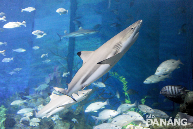 Cá mập trong “thủy cung” Vinpearl Aquarium Times City.