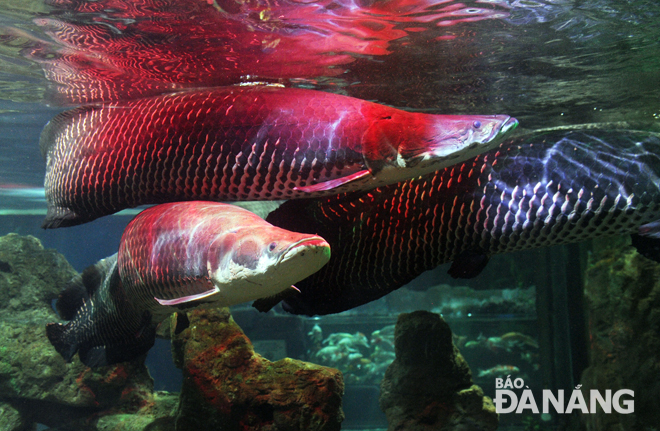Nhiều loại cá quý hiếm có mặt tại “thủy cung” Vinpearl Aquarium Times City.