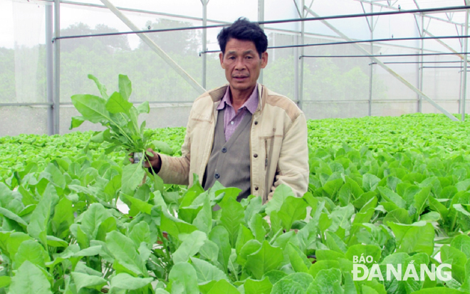 Mô hình liên kết với nông dân để đầu tư trang thiết bị tiên tiến, sản xuất rau, quả công nghệ cao ở xã Hòa Ninh, huyện Hòa Vang.  