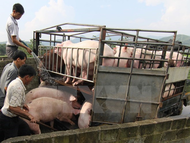Dịch tả lợn châu Phi áp sát biên giới, kiểm soát chặt nhập khẩu