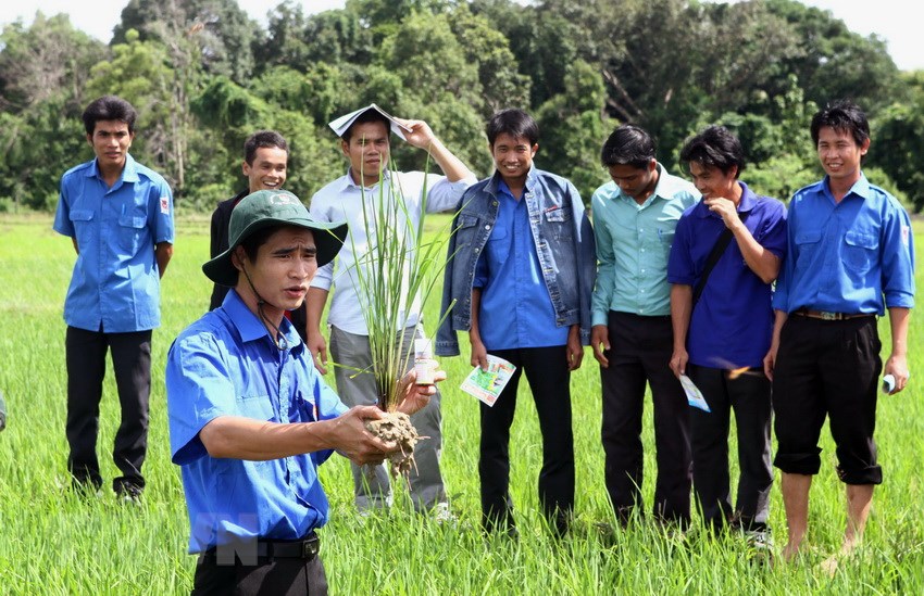 Sinh viên tình nguyện Thành phố Hồ Chí Minh hướng dẫn bà con nông dân tỉnh Champasak (Lào) trồng lúa cho năng suất cao. (Ảnh: Thanh Vũ/TTXVN)